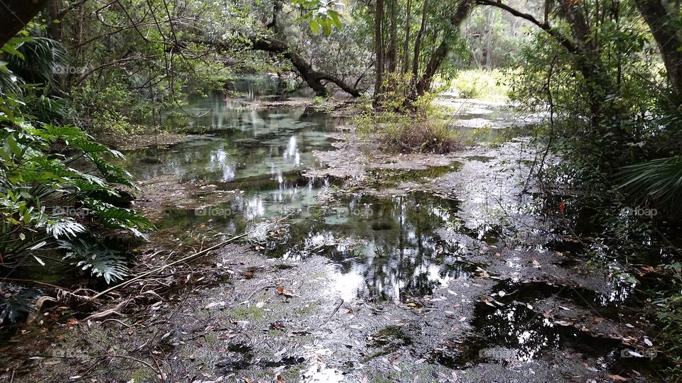 Rainbow springs. some of the crystal clear that flows from the natural spring and down the beautiful rainbow river.