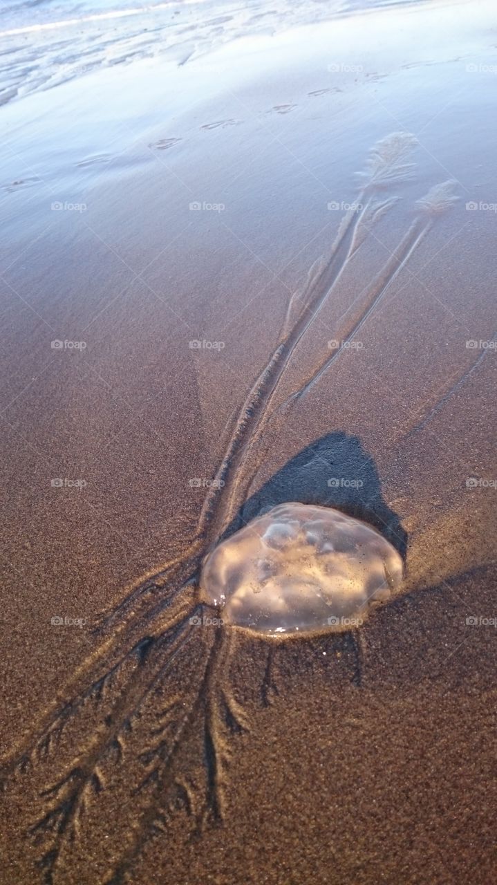 Pacific Ocean Jelly Fish