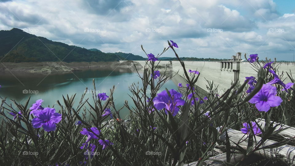 Beautiful purple flowers on the dam