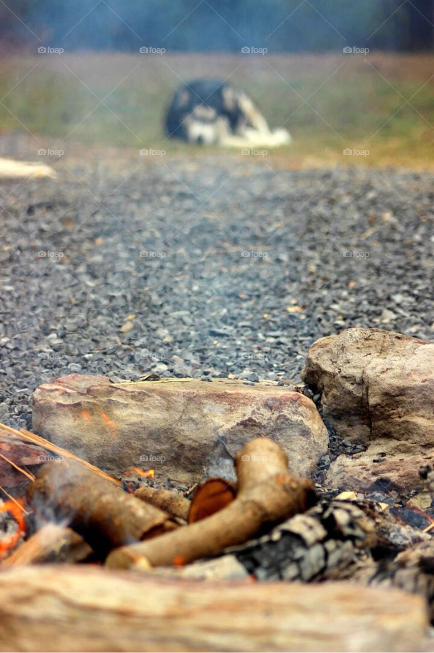 Husky through the smoke of a campfire. 