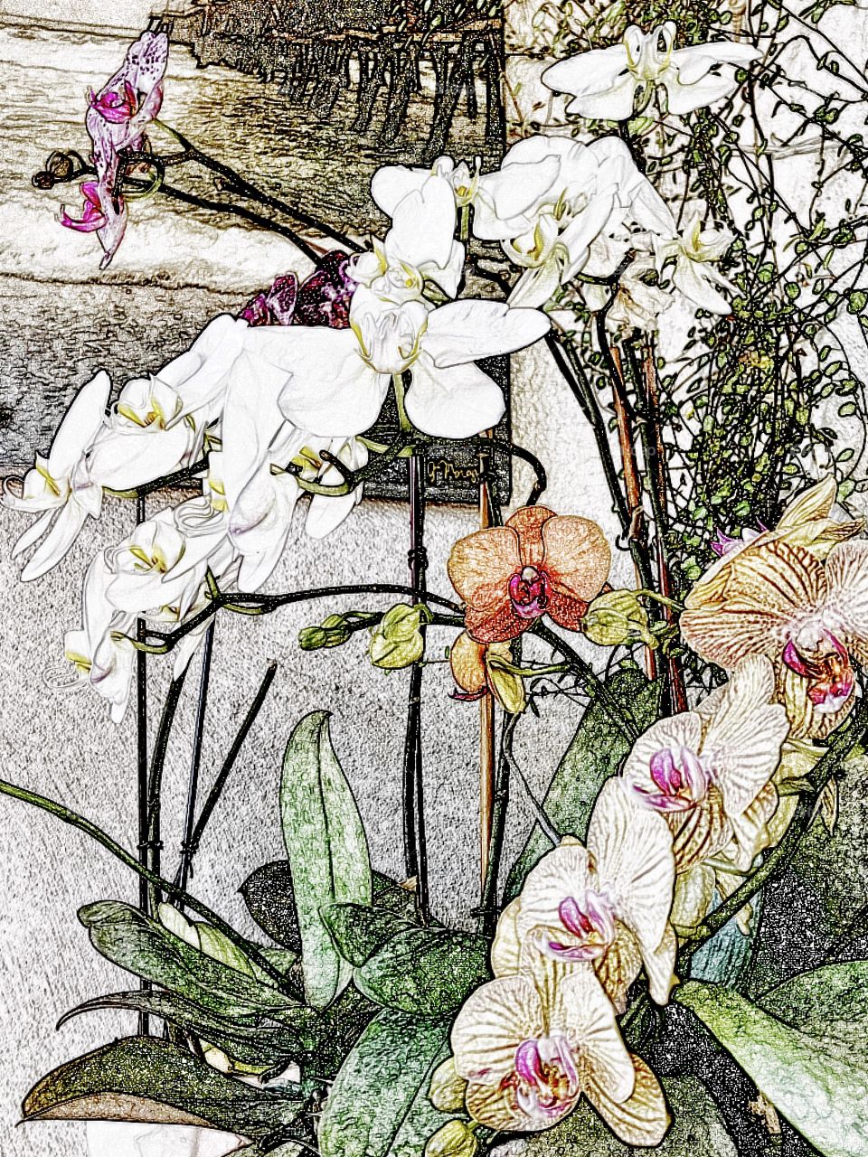Orchids, Sketch from Original Photograph by me! Perfect for wall Art, Greeting Cards, Canvas, Metal