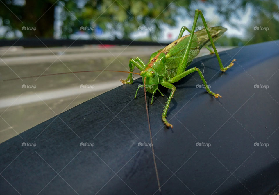 green grasshopper looking in the eye