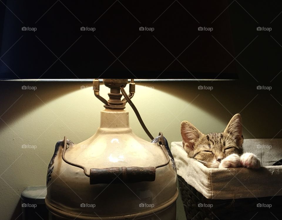 Cat sleeping in basket next to lamp