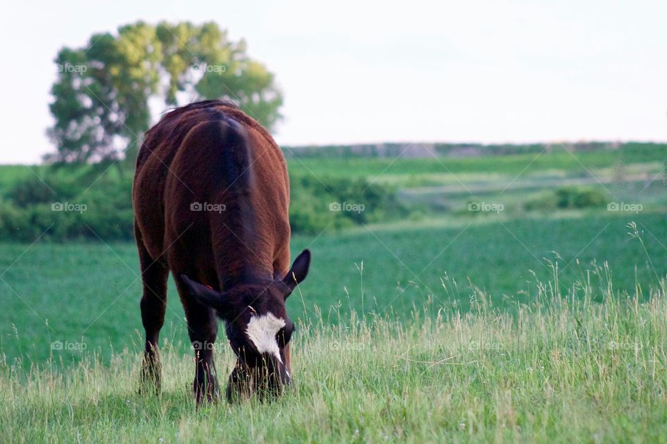 A steer grazing at golden hour in a lush green pasture, blurred cornfield and tree in the background 