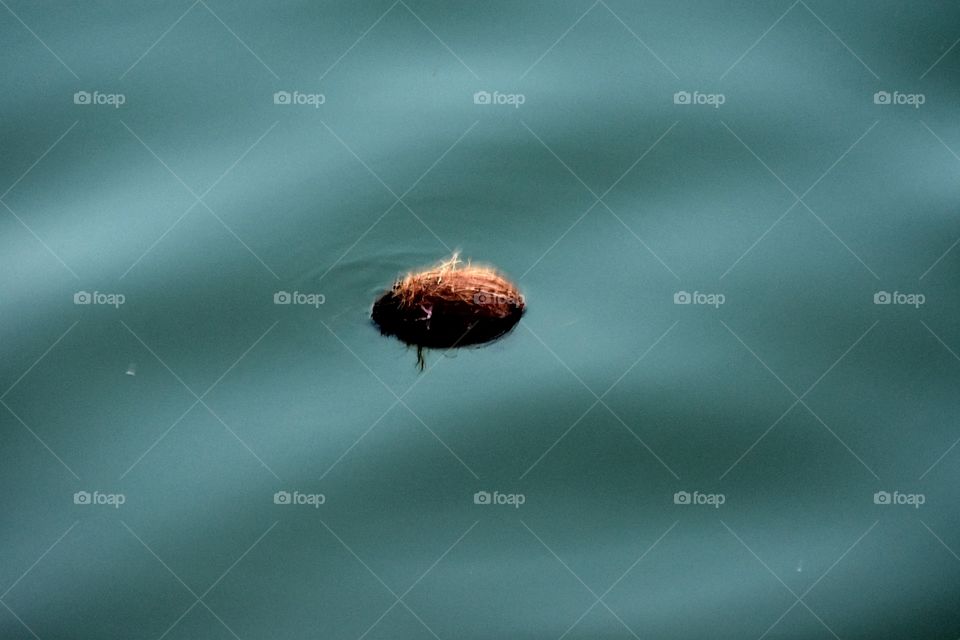 Floating cocunt in the water photography from upvan lake Thane Maharashtra