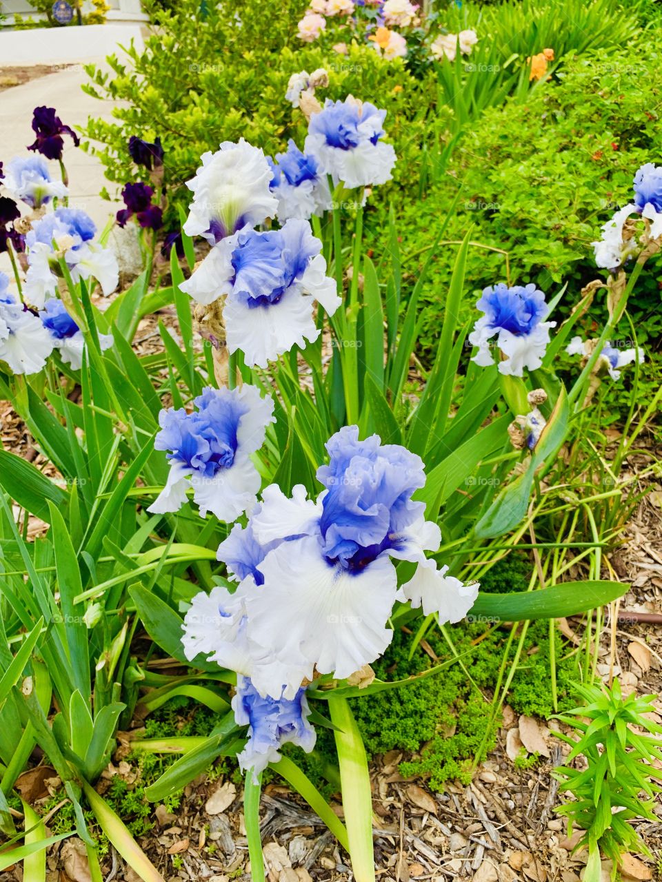 Irises - Pasadena CA