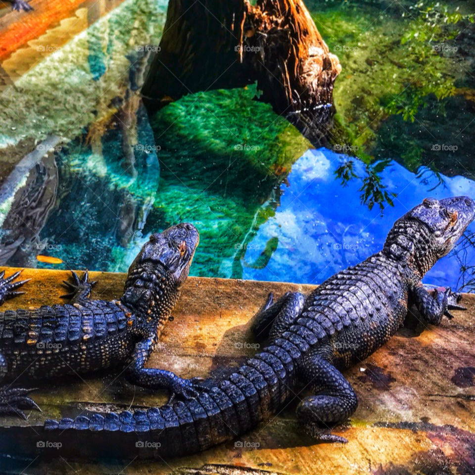 Two alligators looking into a pond—taken in St. Augustine, Florida 