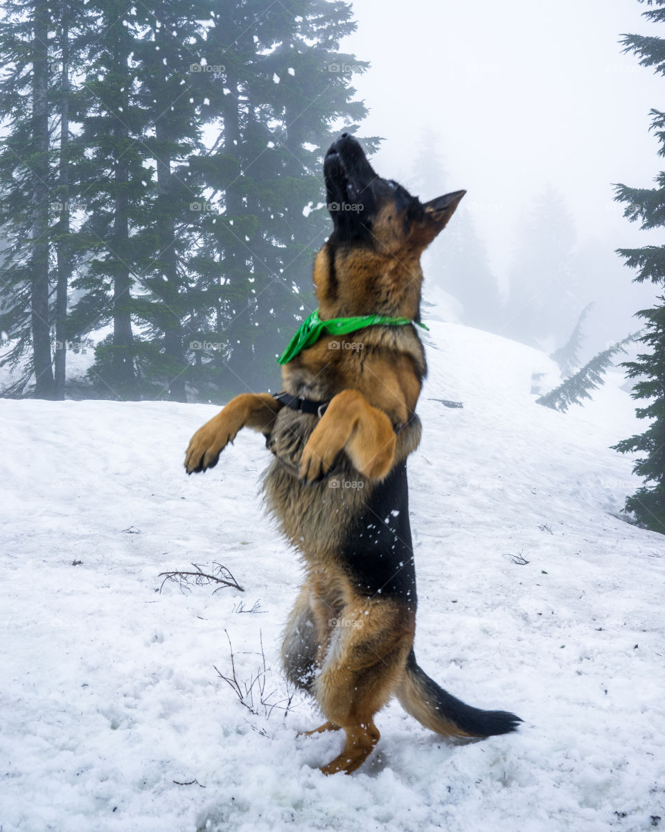 Mountain snow dog