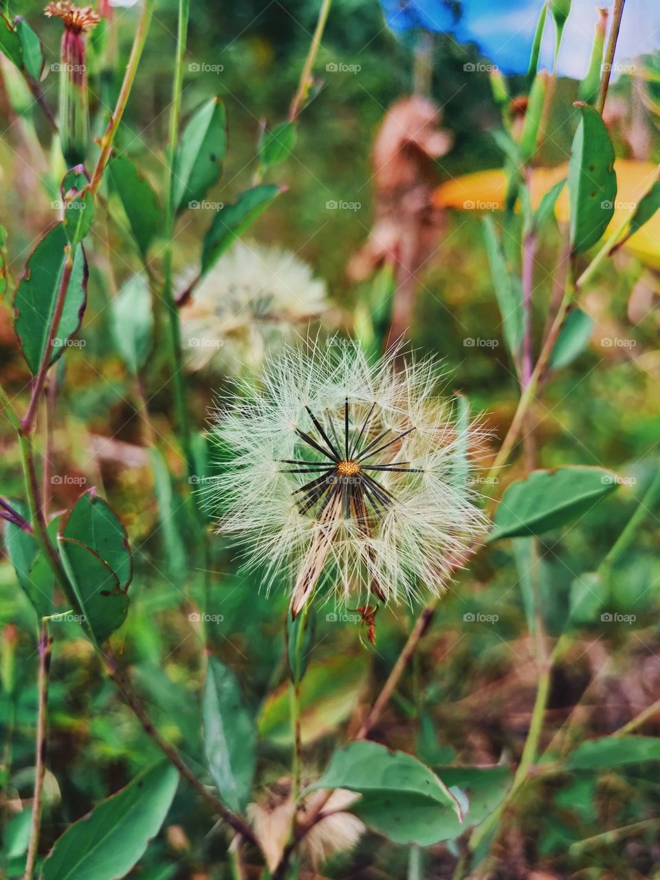 grass flower
