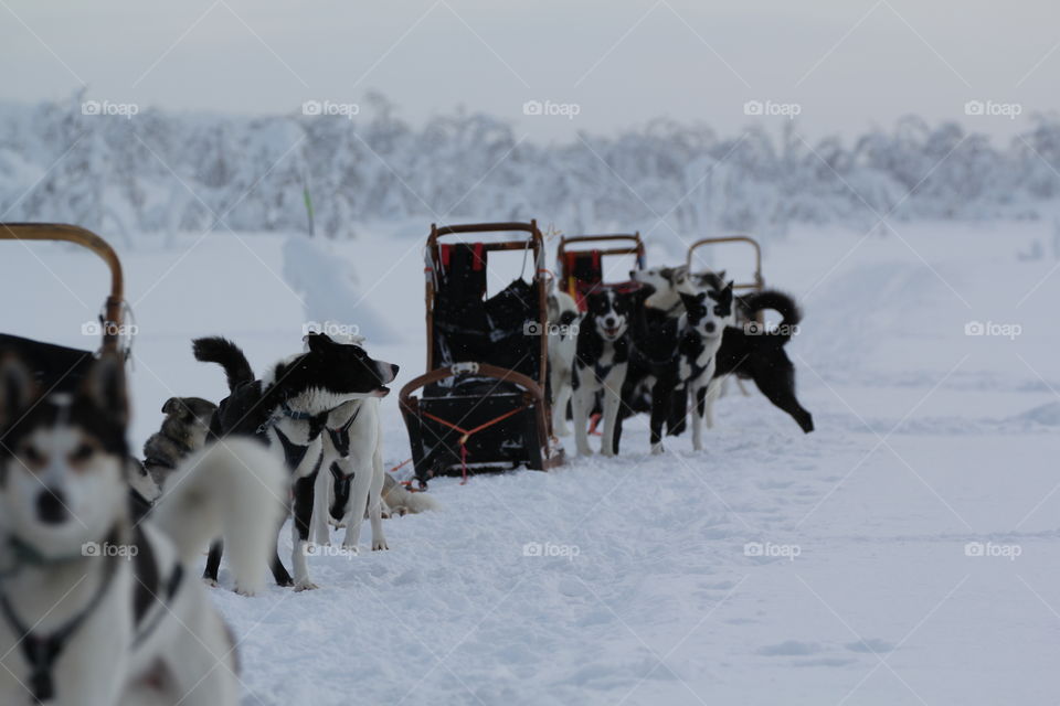 Huskies sledding in the snow, Finland