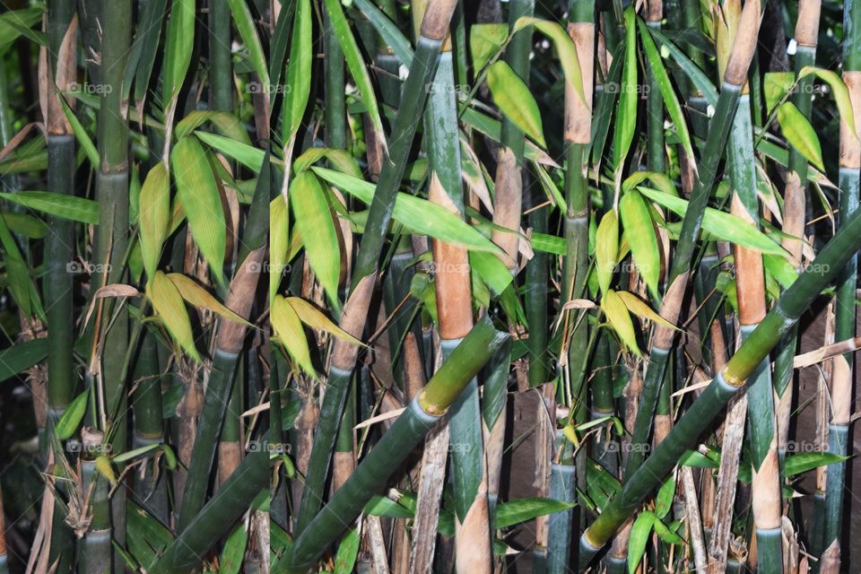 naturel bamboo tree grean background