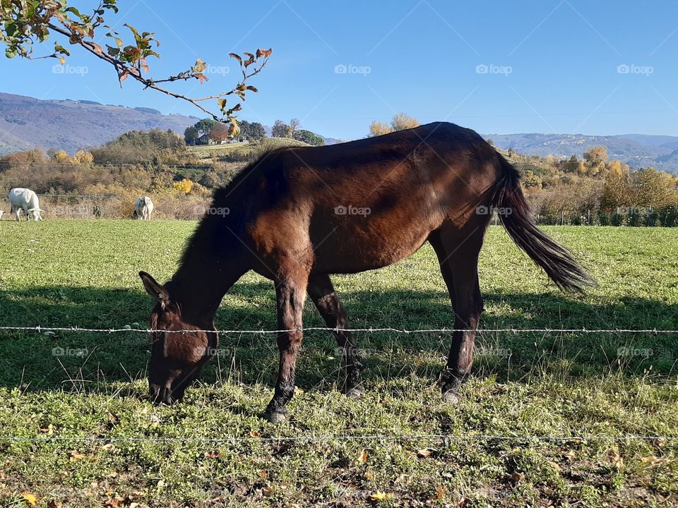brown horse on the hill in autumn
