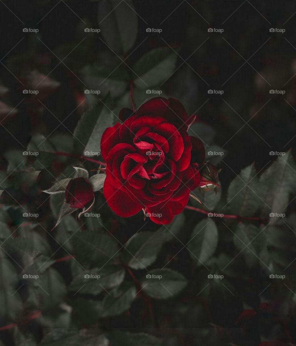 In this photo you can see rose plant with  red roses