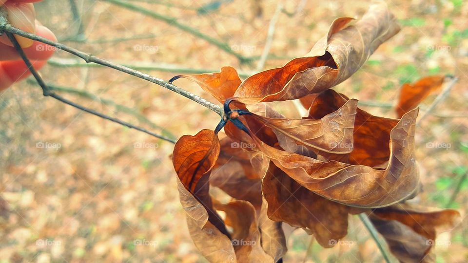 Dead Leaf