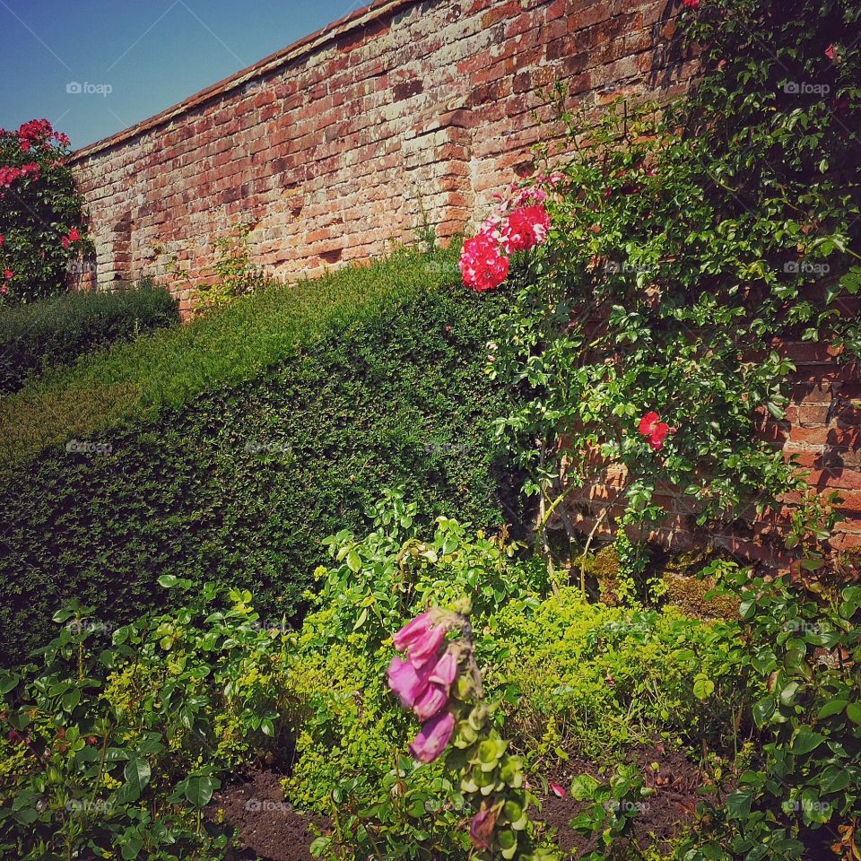 Garden. Old walled garden