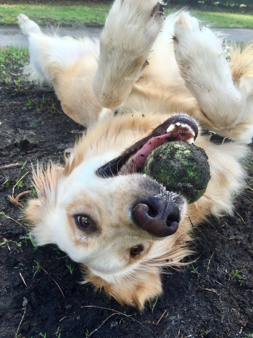 golden retriever with muddy ball 