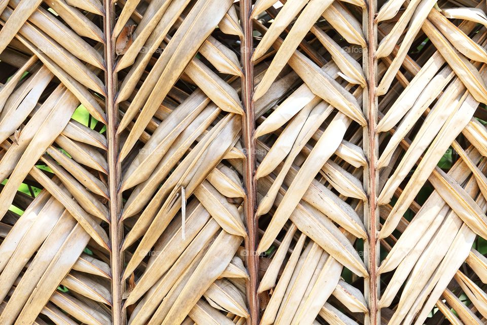 Background​ of​ dried​ coconut​ leaves, serrated​ stripes