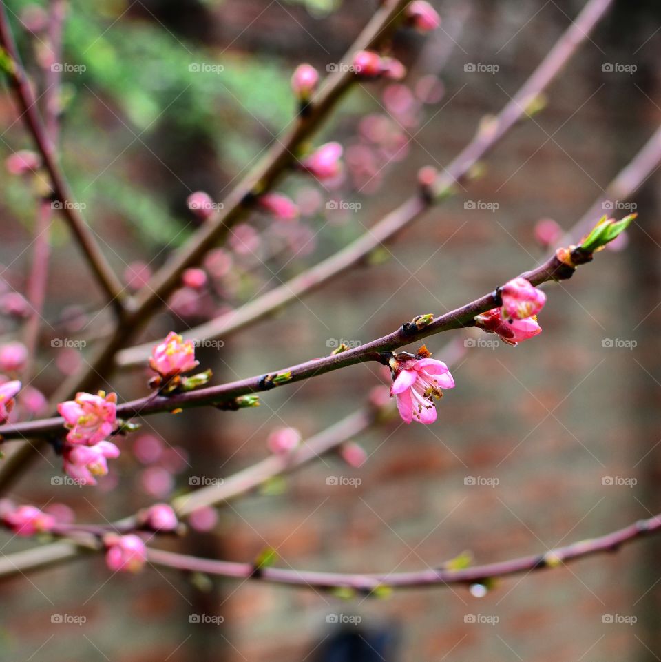 Flower, Branch, Tree, Cherry, Flora