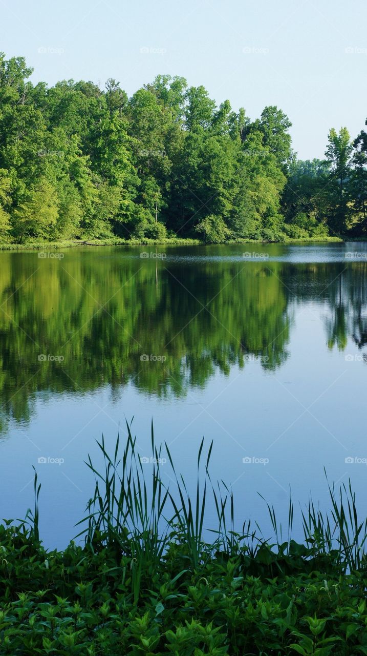 Trees reflected on idyllic lake