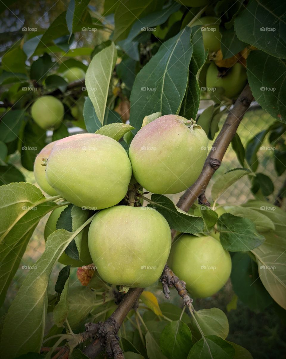 Apples ready to pick