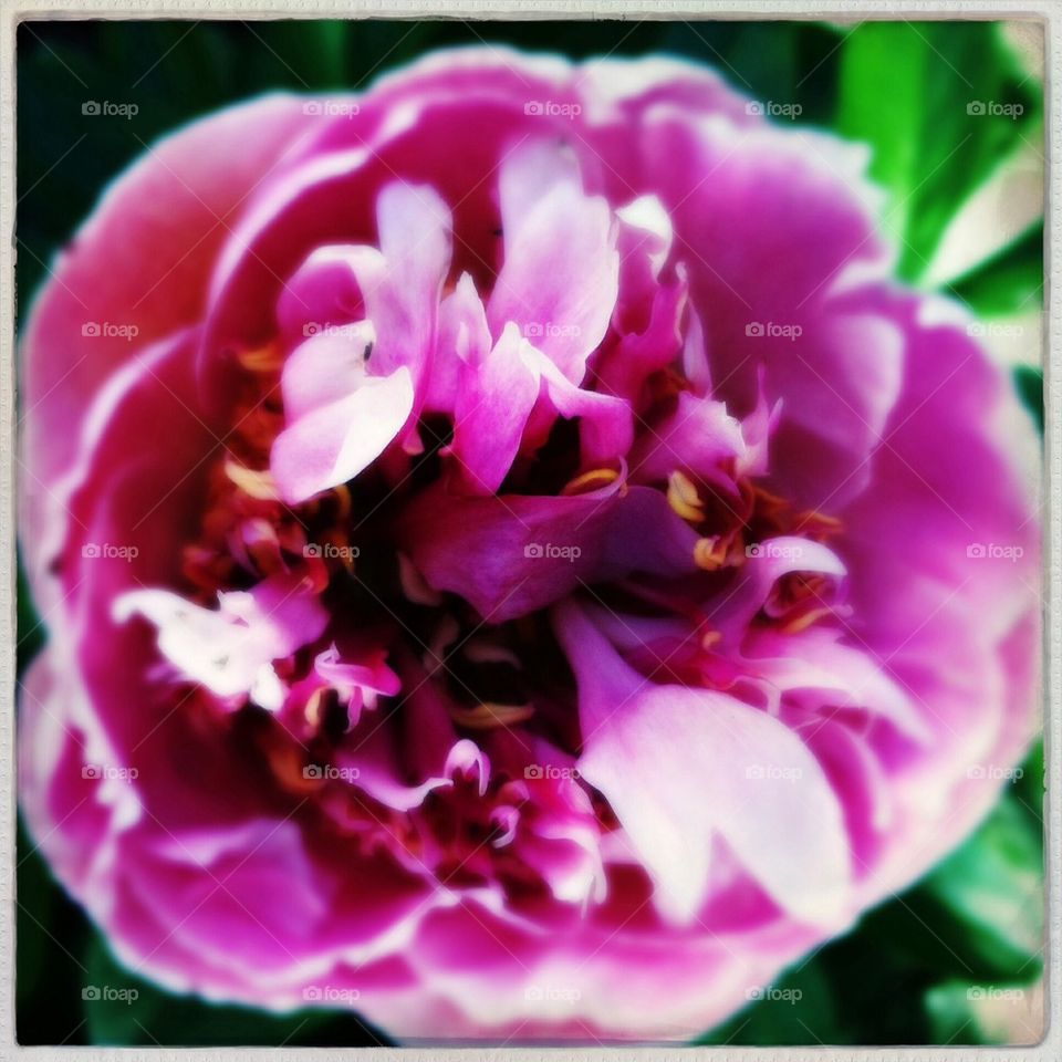 Pink peony