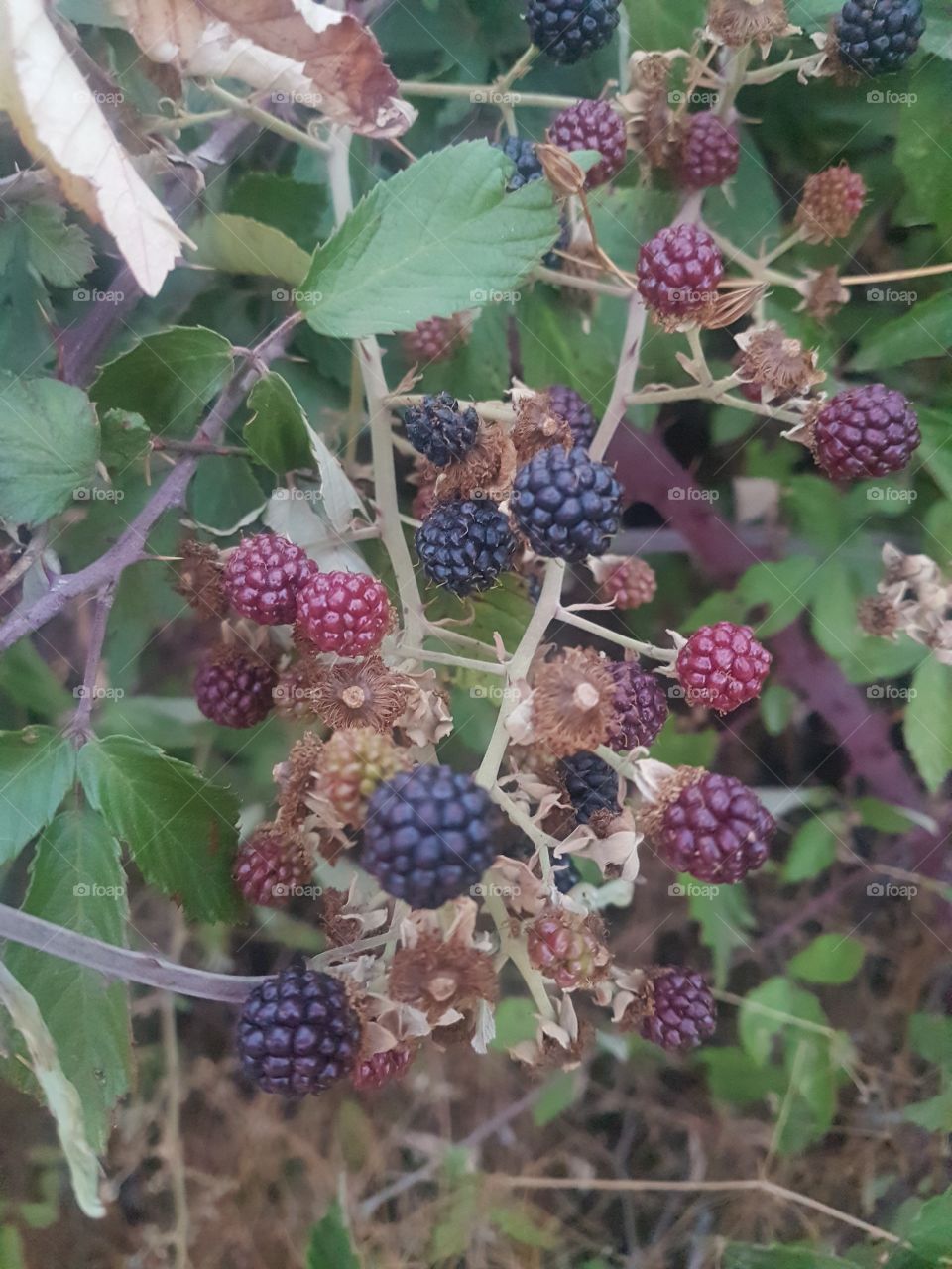 moras2