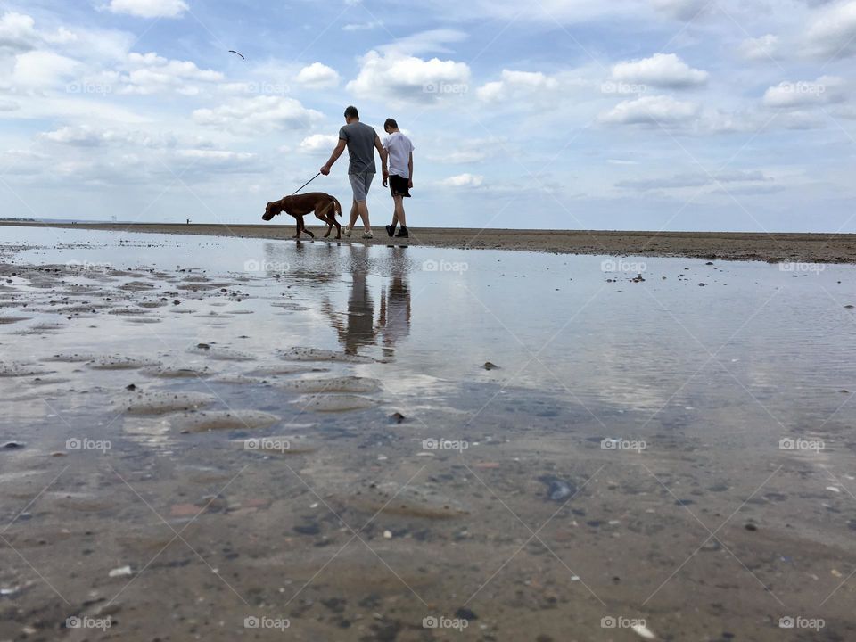 Dog walk along the beach 