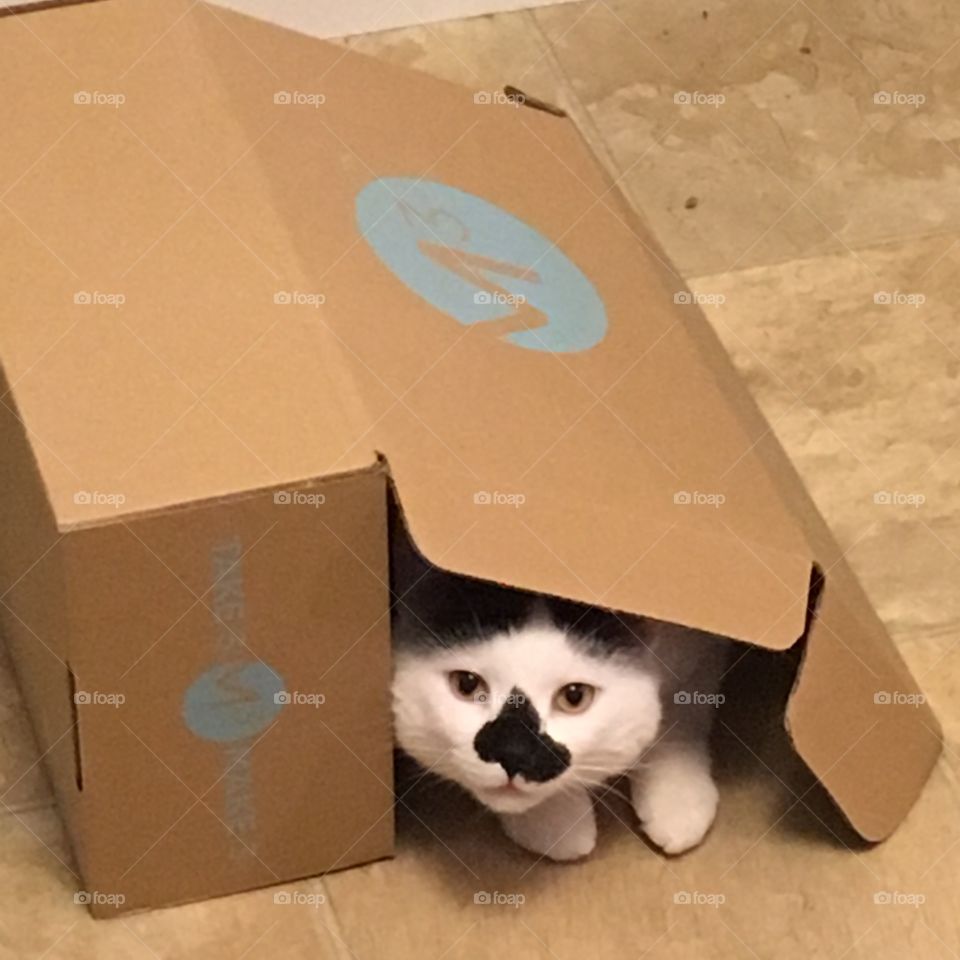 Ziggy The Cat has found a box that can finally double as his Saturday Morning Cartoon Super Villain Lair.
