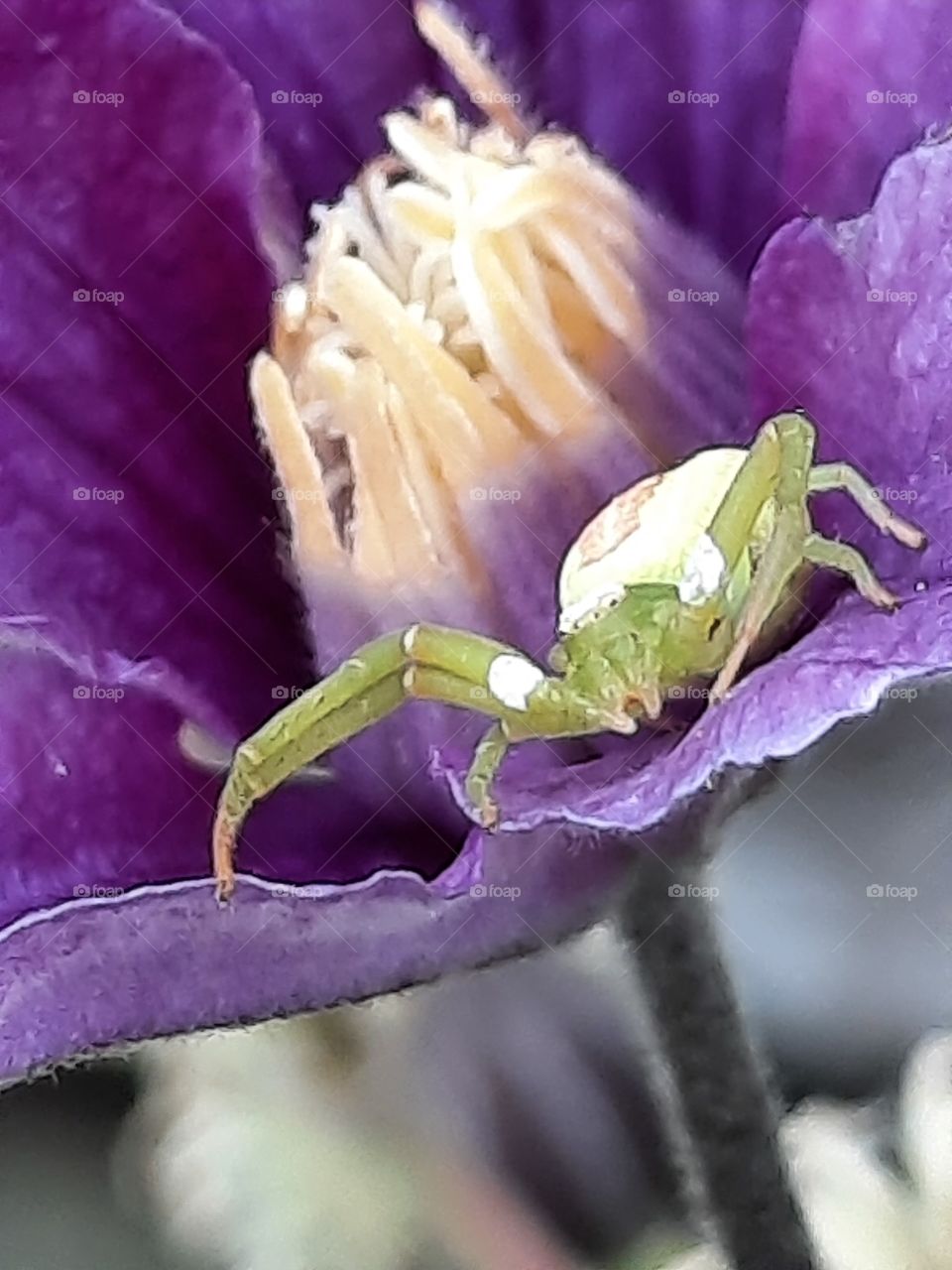 opening purple clematis flower and white-green spider