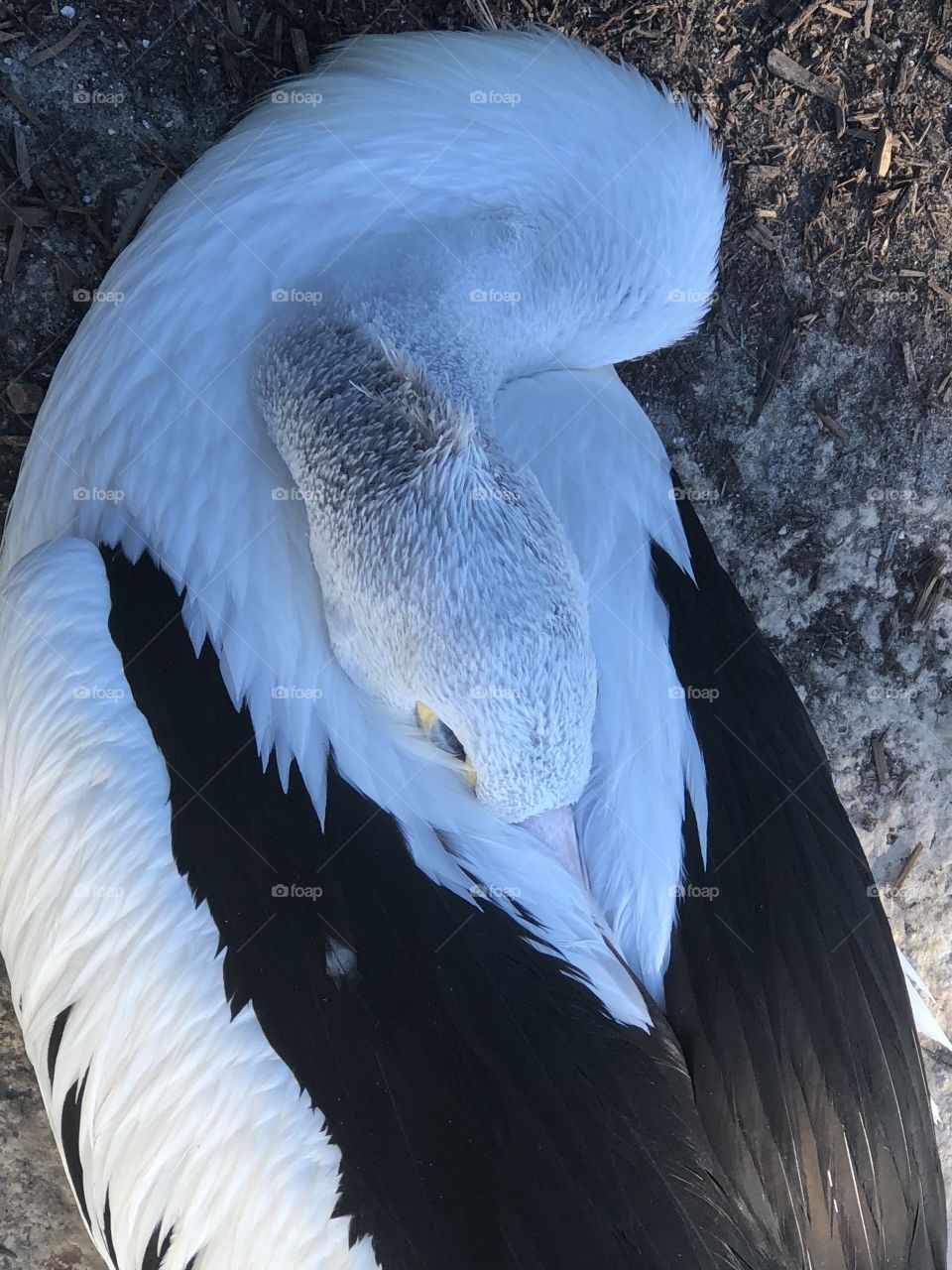 Pelican 