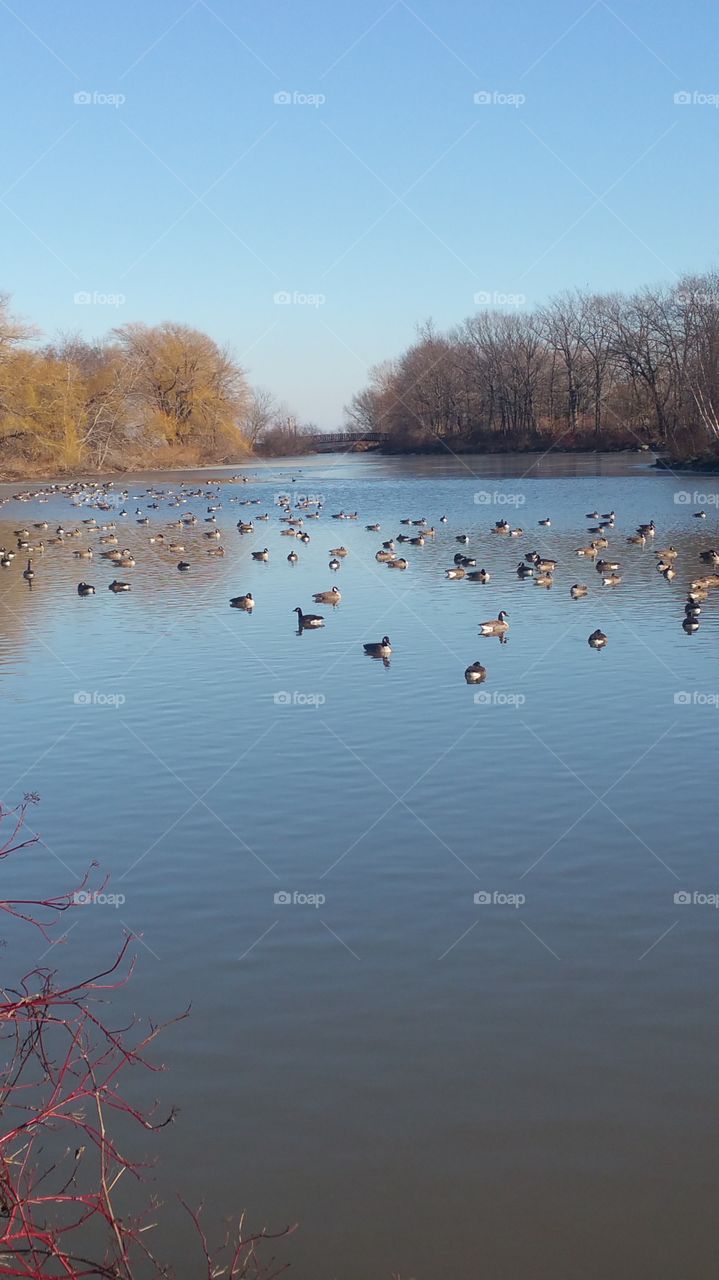 Lake, Water, No Person, River, Tree