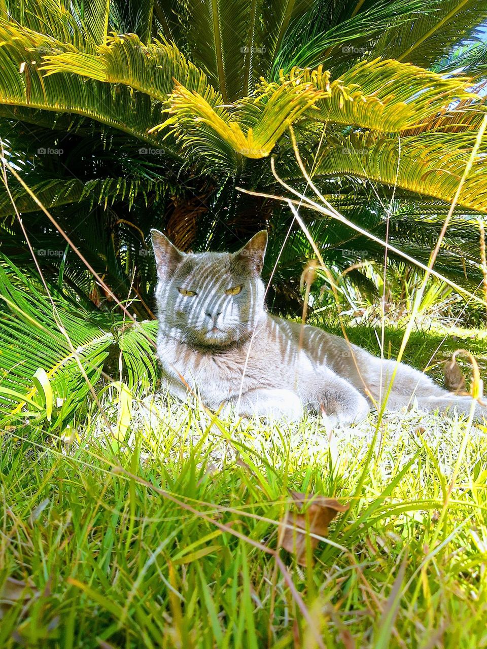blue cat resting outdoors