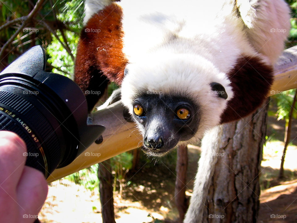 Love the camera! Lemur posing for a selfie. Image from Madagascar Africa