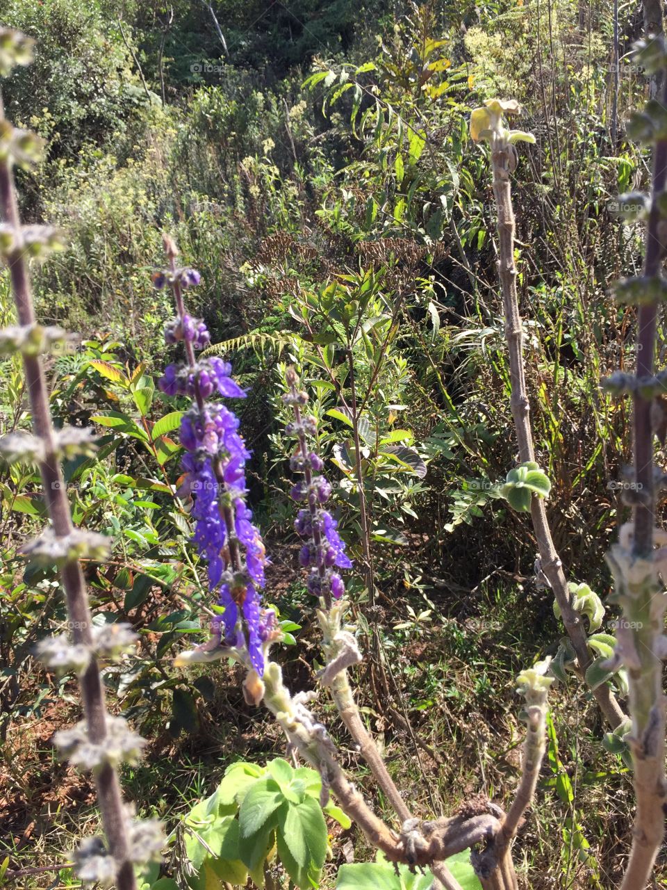 Brazilians flowers