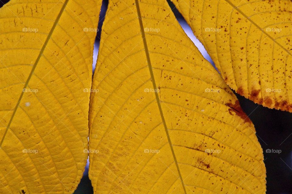 sun rays in the forest