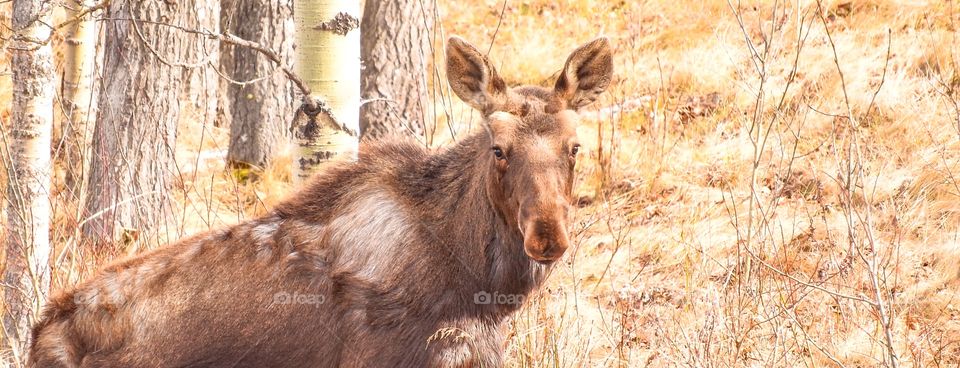 Just a young moose on the side of the road.