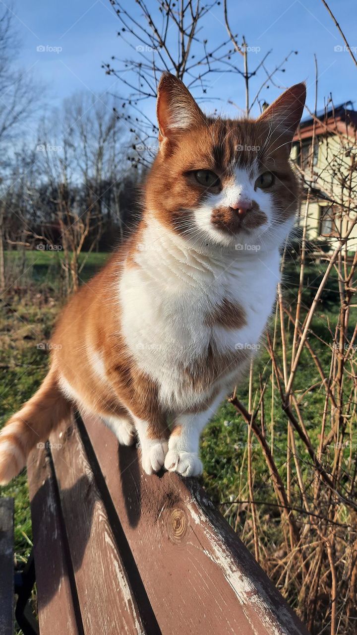 my cat on the bench in the garden