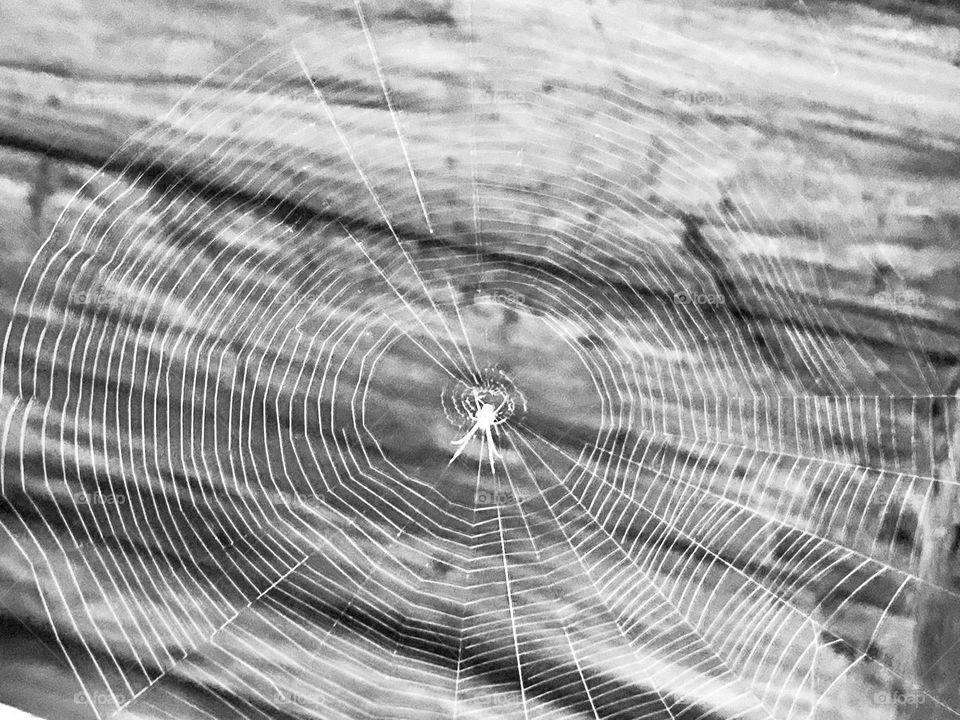 Black and white spiderweb and spider 🕷