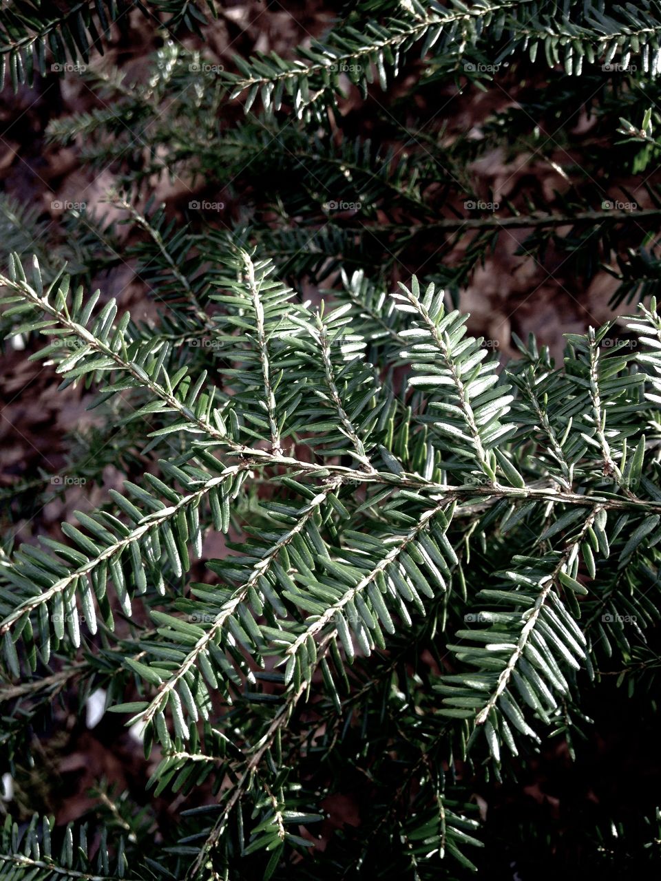 Fir tree branch