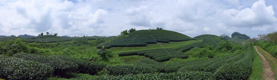 Heart shape tea tree hill