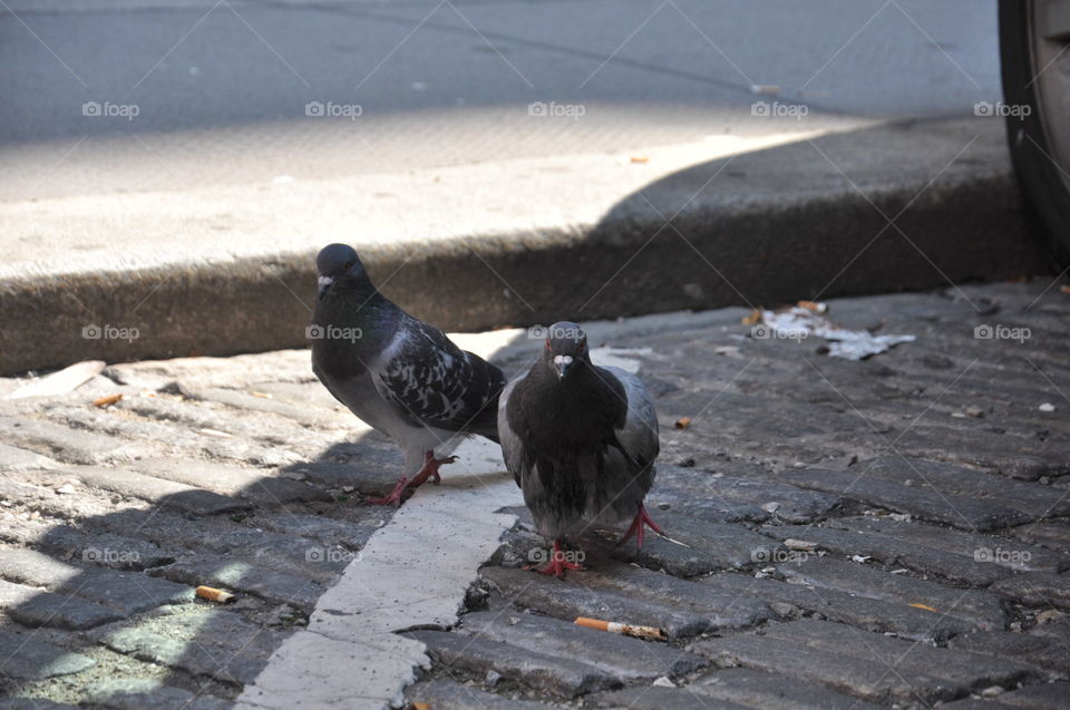 pigeons