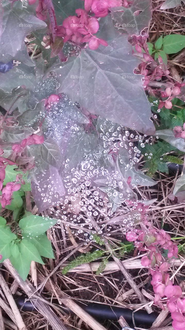 Cobwebs After Rain