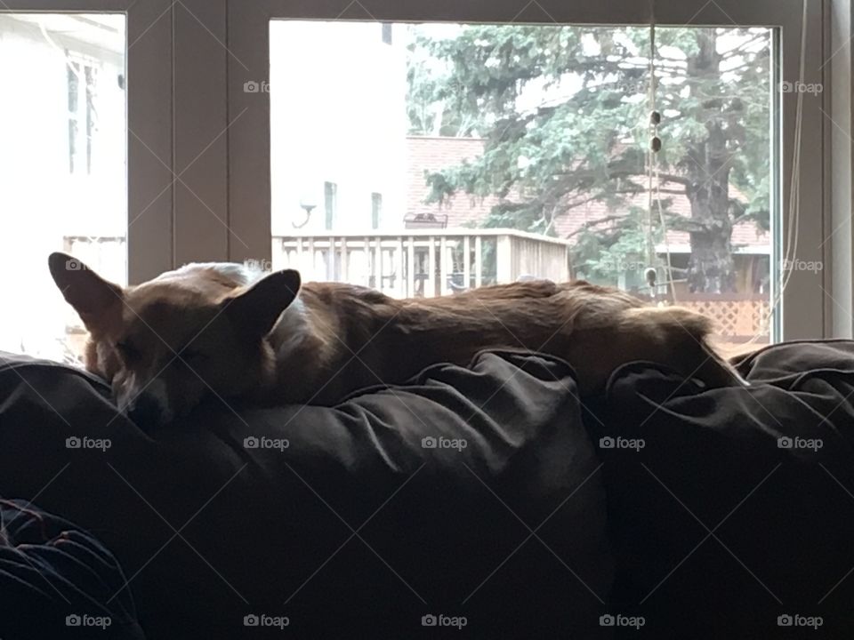 Lounging corgi