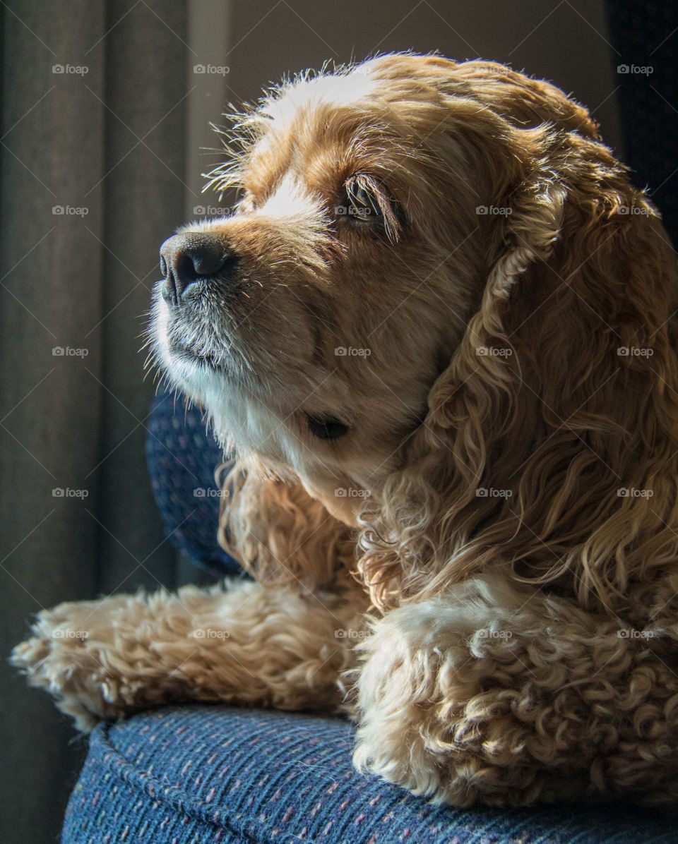 Cutest pet in the world