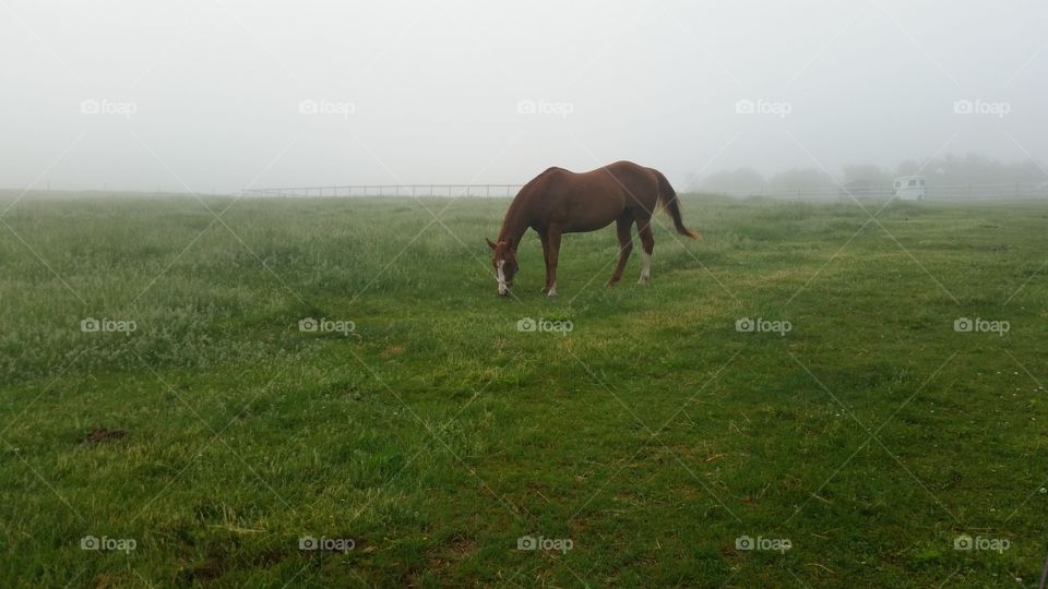 belle in the mist . horse, mist 