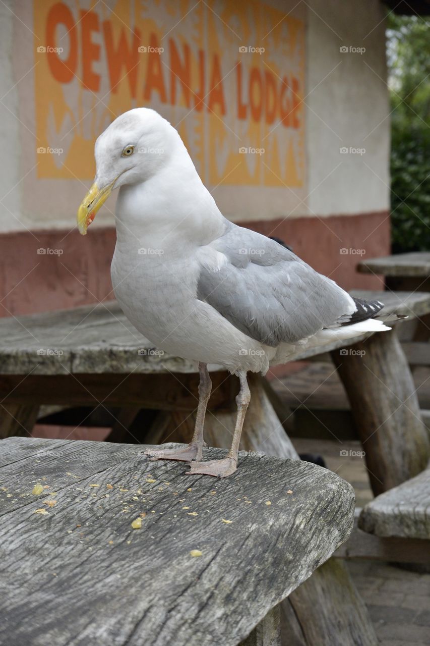 A seagull waiting for somthing nice.
