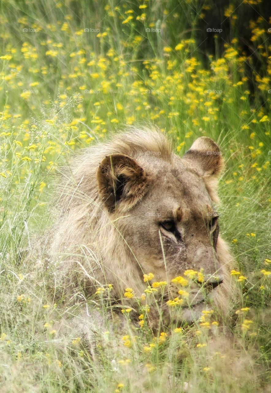 beautiful young male lion.