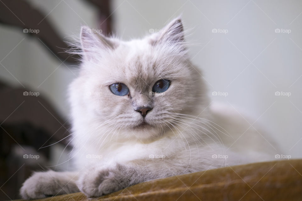 Portrait of a cat on sofa
