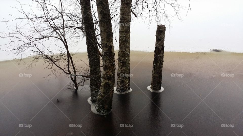 Trees in the lake. Birches standing in lake Trollsjön 