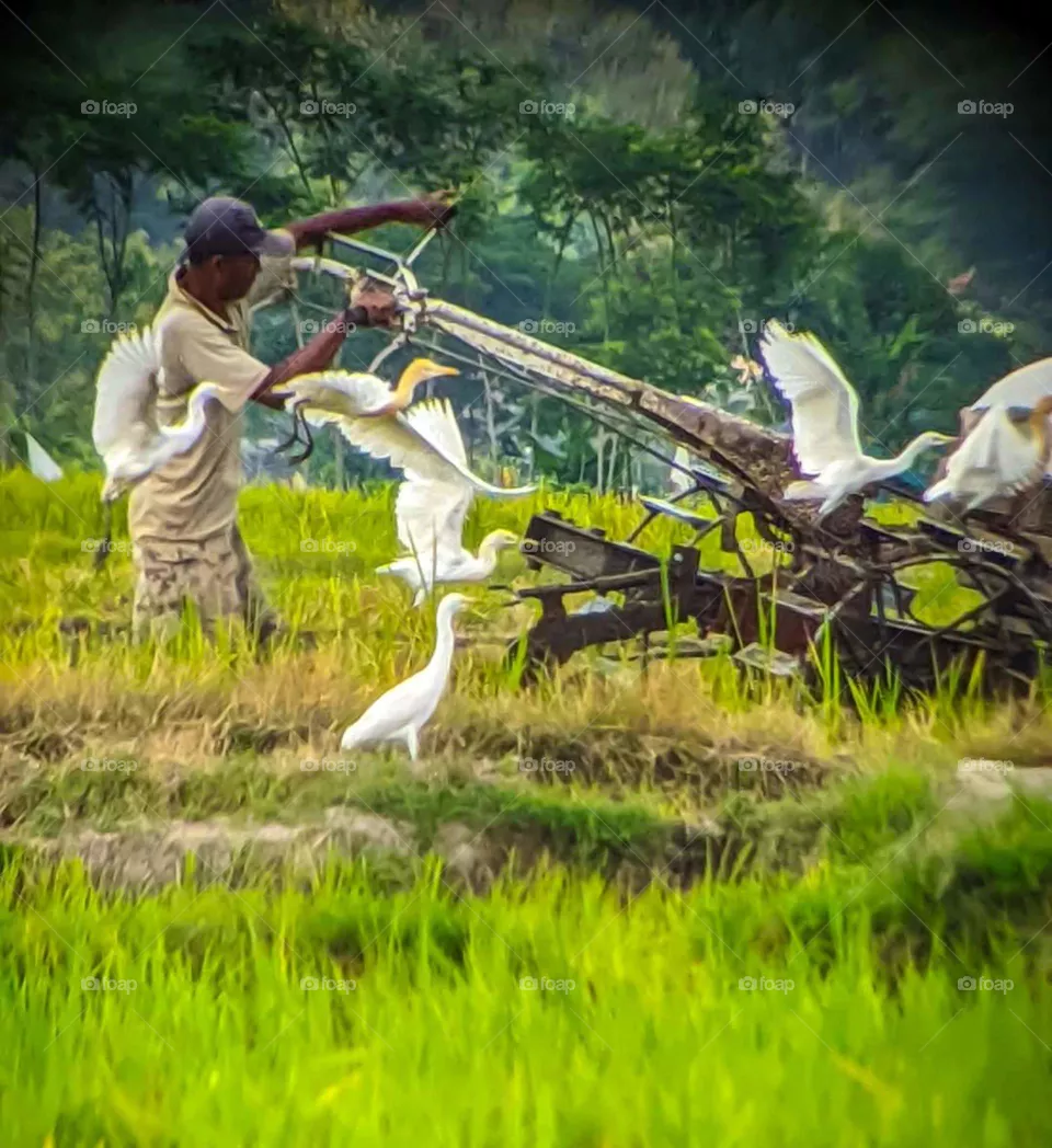 farming